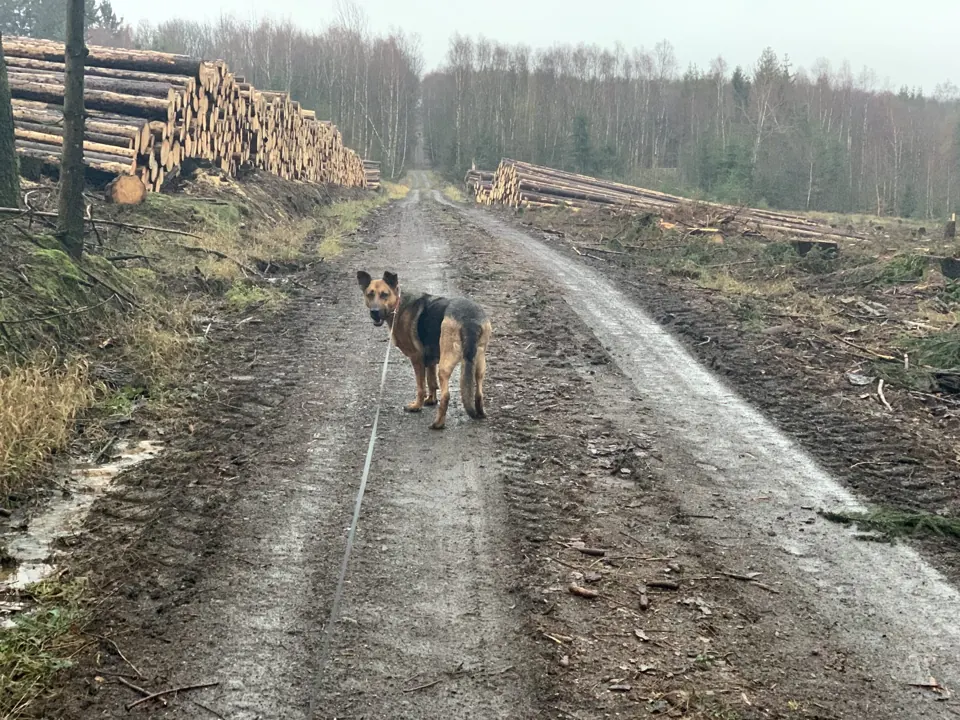Hund auf einem Waldweg zwischen großen Holzstapeln
