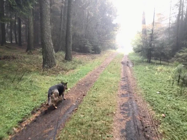 Ani auf einem Waldweg zwischen hohen Nadelbäumen