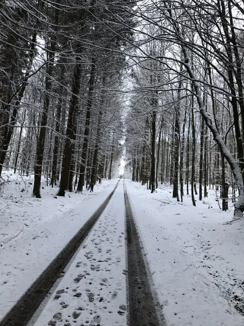 Verschneiter Waldweg zwischen dicht stehenden Bäumen