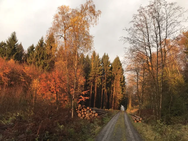Herbstlicher Waldweg mit Holzstapeln im warmen Licht