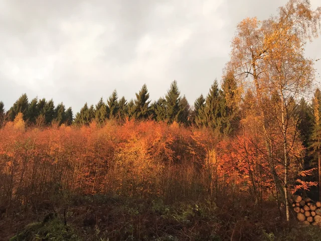 Herbstfarben vor dem alten Nadelbaumbestand