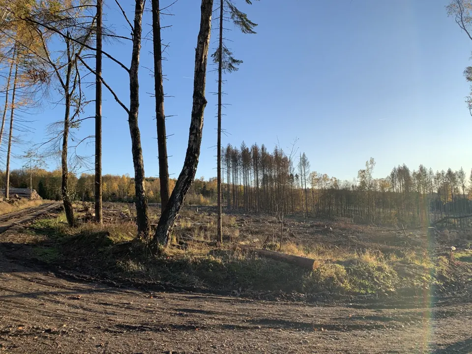 Waldwege im Jahr 2017 – Aufnahme vom 06.11.2020