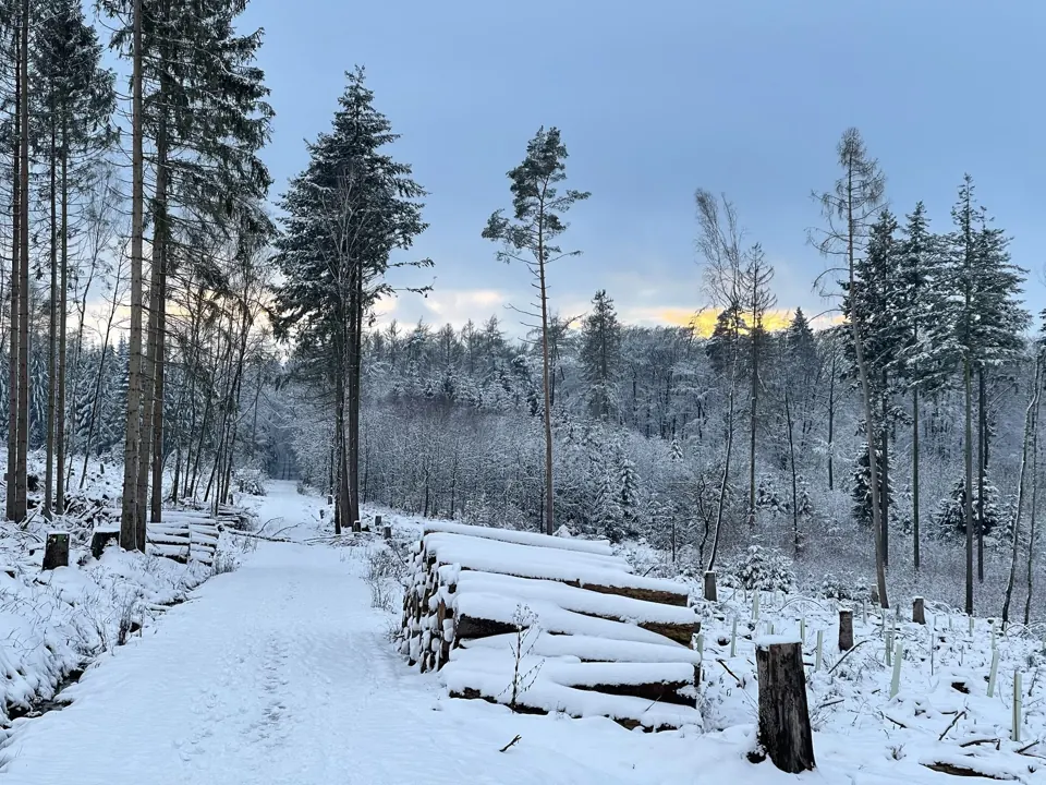 Waldwege im Jahr 2017 – Aufnahme vom 25.01.2021