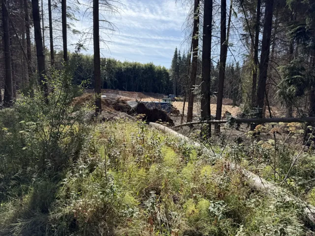 Blick zwischen verbliebenen Bäumen auf eine Baufläche