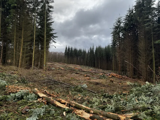 Frisch gefällte Stämme und Äste zwischen hohen Nadelbäumen