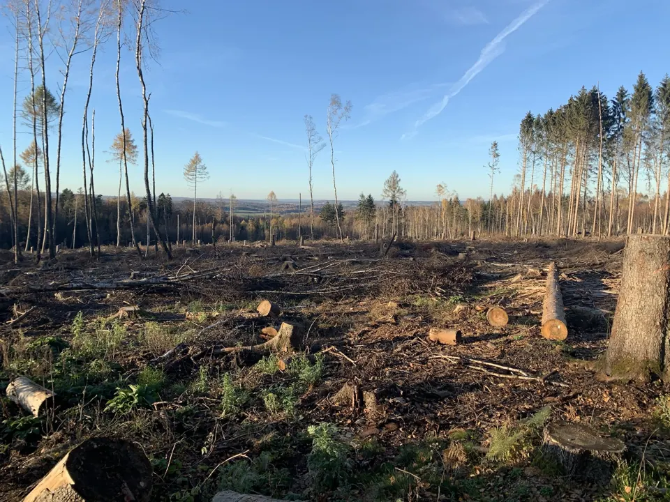 Der Wald verändert sich – Aufnahme vom 18.11.2020